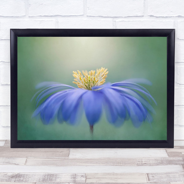 Winter Windflower Anemone Blanda Flower Blue Wall Art Print