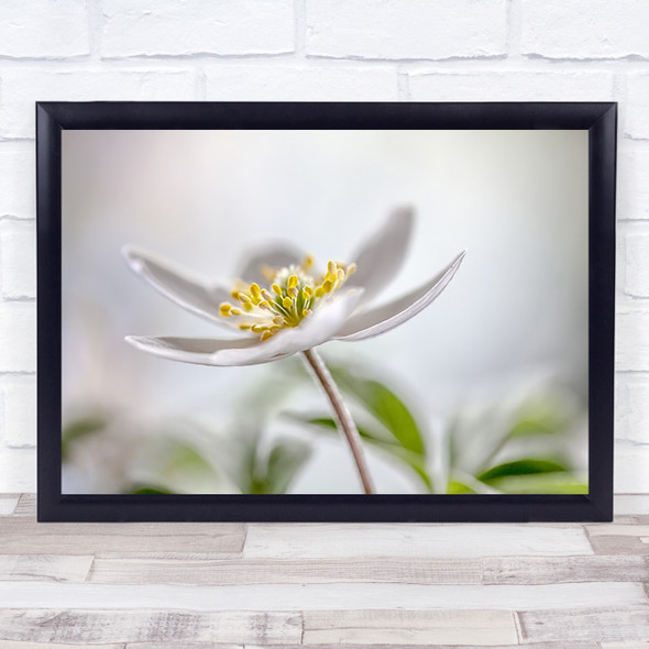 Wood Anemone Flower Bokeh Soft Tender Tenderness Gentle Delicate Wall Art Print