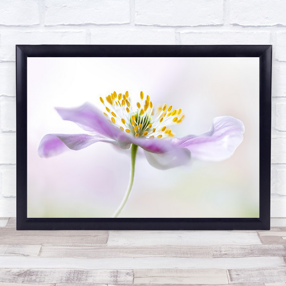 Wood Anemone Flower L Summer Soft Delicate Petal Petals Wall Art Print
