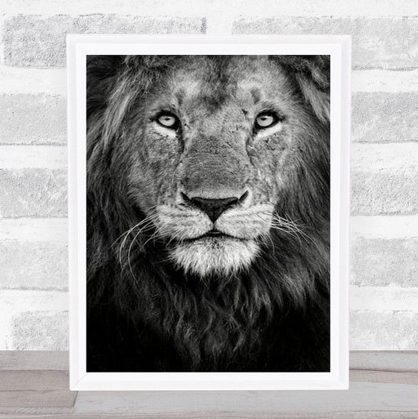 Royal Portrait Africa B&W Lion Lions Kenya Feline Savannah Safari Wall Art Print