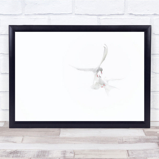 Arctic Terns Flying Birds High Key High-Key Bright No Background Wall Art Print