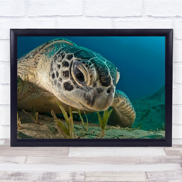 Gaze Turtle Underwater Macro Close Up Deep Bottom Wildlife Wild Wall Art Print