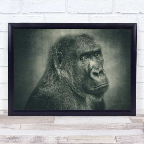 Almost One Of Us Gorilla Female Face Close-Up B&W Gorillas Ape Wall Art Print