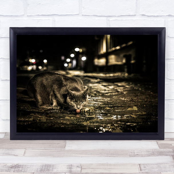 Red Night Cat Animal Street Tongue Lick Drink Drinking Licking Wall Art Print