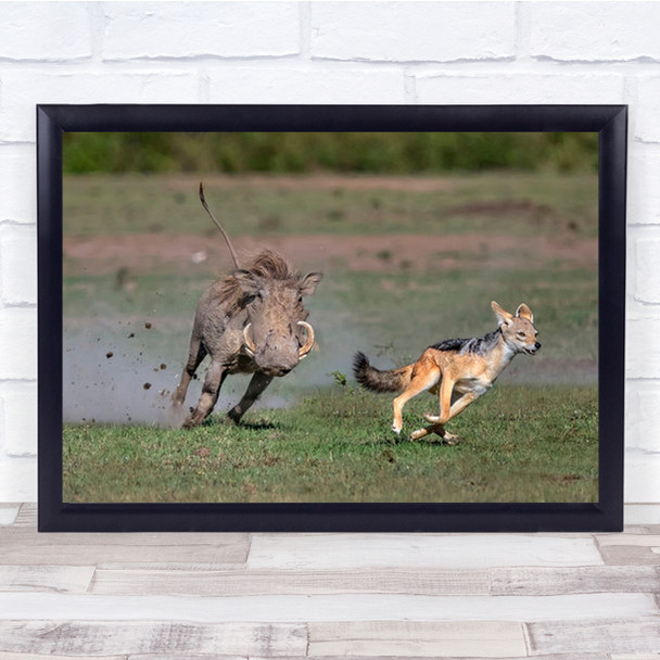 Warthog Vs Jackal Africa Safari Kenya Savannah Plains Wildlife Wall Art Print