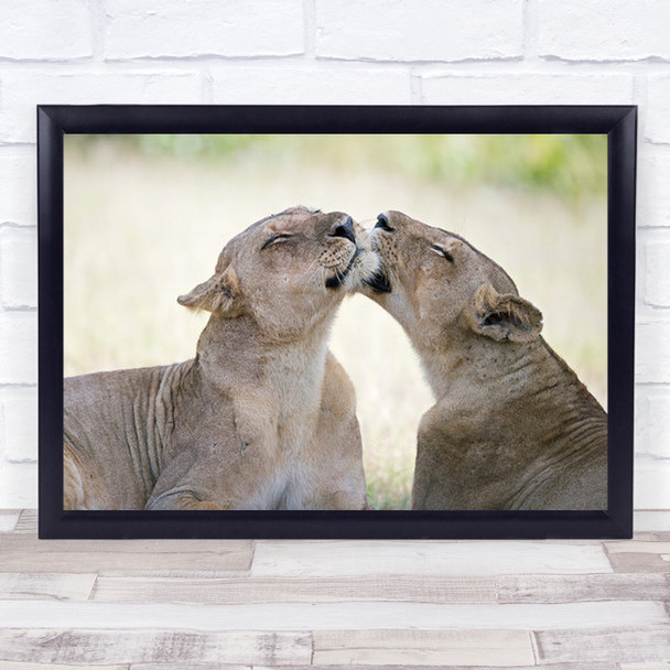 A Pleasant Afternoon Lion Lioness South-Luangwa Zambia Africa Wall Art Print