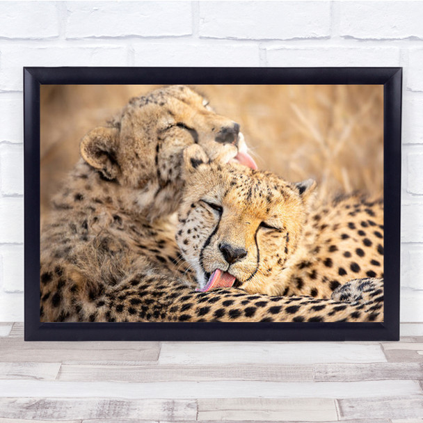 Brother's Tongue Lick Licking Kiss Kissing Leopards Tenderness Hug Art Print