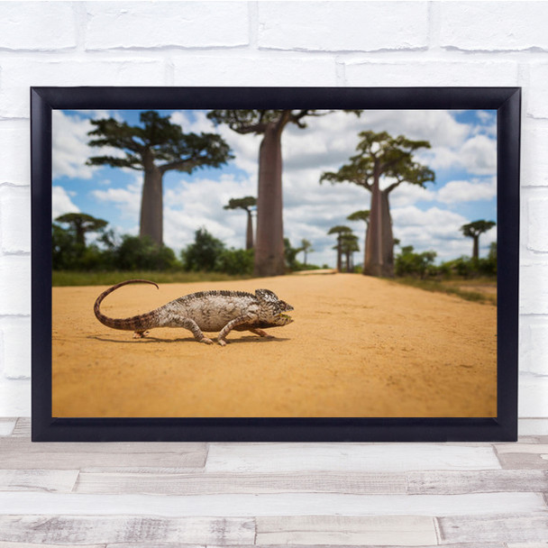 Malagasy Chameleon Madagascar Animals Wildlife Baobabs Africa Wall Art Print