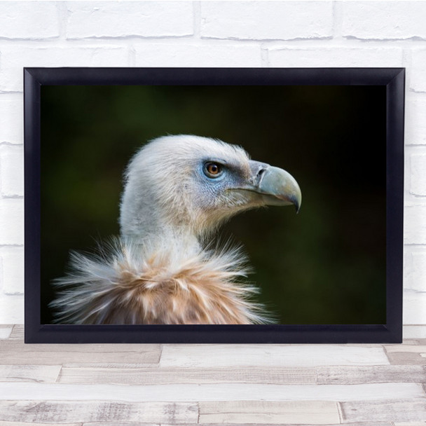 This Years Fashion Bird Vulture Bad Mergentheim Germany Birds Wall Art Print