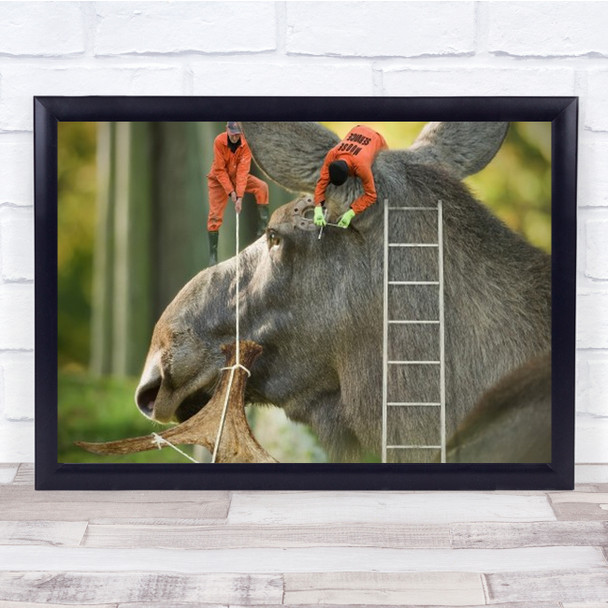 A Double 12 Tined Ordered Elk Skansen Moose Stockholm Sweden Wall Art Print