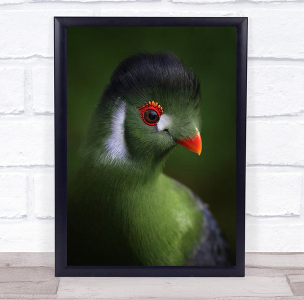 Enchanting Animals Exotic Green Bird Captive Animal Close Up Wall Art Print