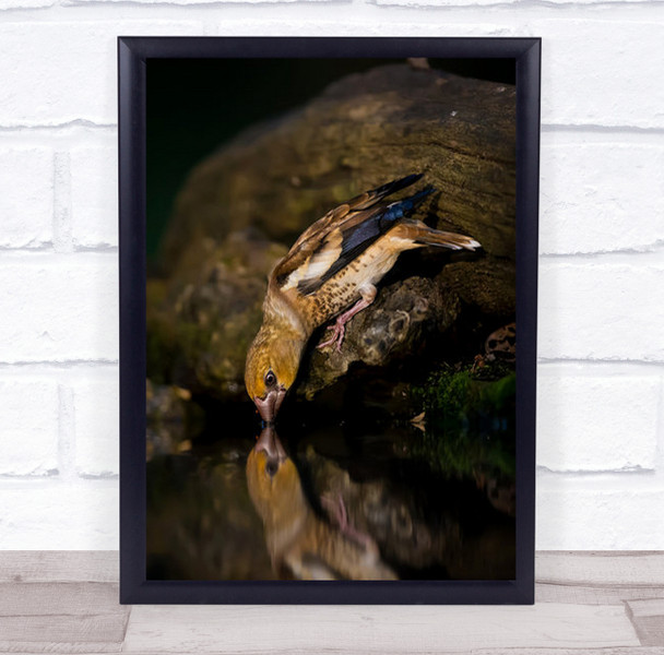 Hawfinch Drinking Bird Wildlife Mood Water Pond Farm Hungary Wall Art Print