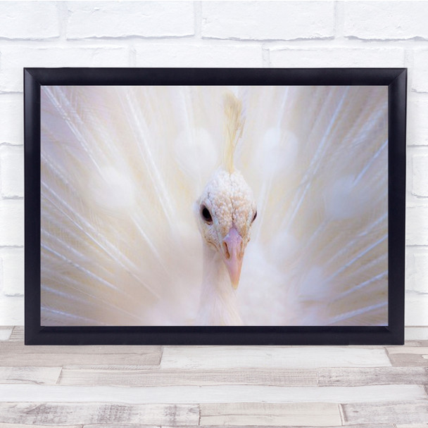 Royal Purity High Key High-Key Peacock Bird Feather Feathers Wall Art Print