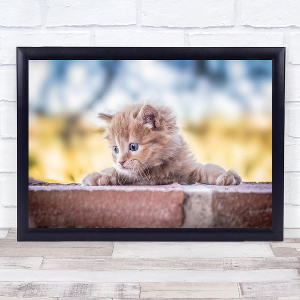 Cat Cute Animal Kitten Cats Pet Pets Animals Climb Climbing Wall Art Print