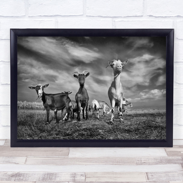 The Goats Animals B&W Black And White High-Key High Key Sky Wall Art Print