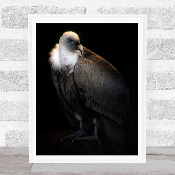 Your Most Gracious Highness Vulture No Background Dark Bird Wall Art Print