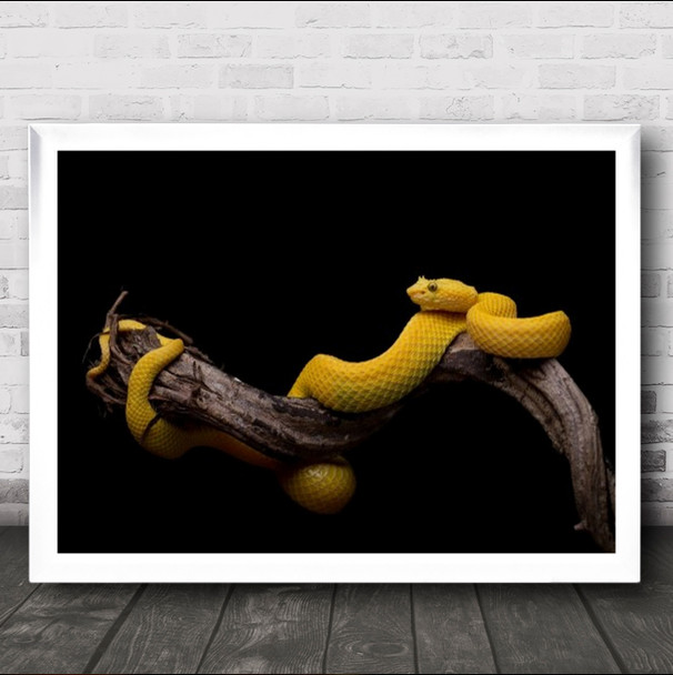 Bothriechis Schlegelii Eyelash Viper Snake Reptile Yellow Wall Art Print