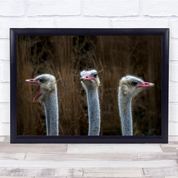 Chorale Fun Funny Humor Humour Choir Sing Ostrich Singing Wall Art Print