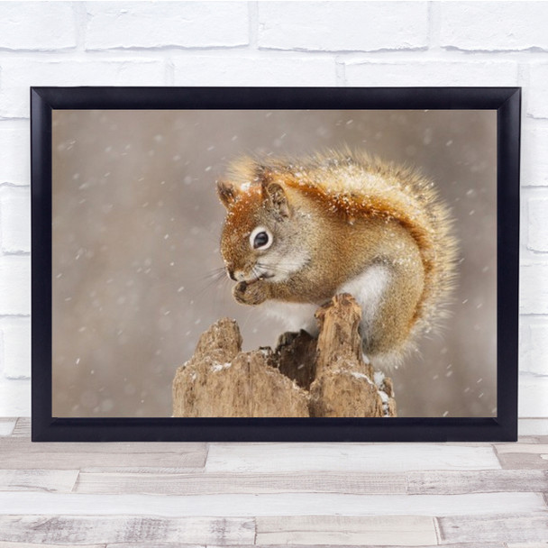 Snow Storm Nature Winter Snowing Squirrel Wildlife Wild Animal Art Print