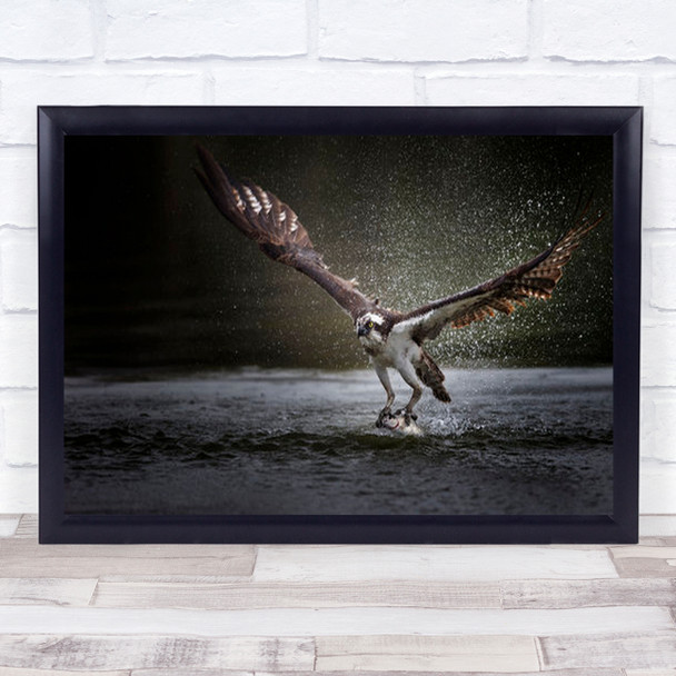 Deadly Catch Osprey Bird Eagle Fish Predator Hunt Hunter Wall Art Print