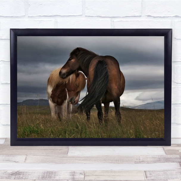 Friendly Protection Iceland Animals Horses Horse Animal Wall Art Print