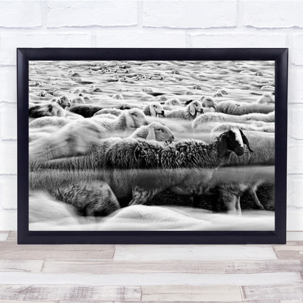 River Sheep Packed Cattle Animal Animals Flock Group Wall Art Print