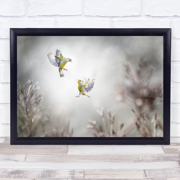 Angry Birds Bird Fight Animals Wildlife Wild Nature Wall Art Print