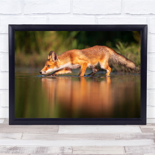 Sneak Attack Red Fox Water Sneaking Stalk Stalking Wall Art Print