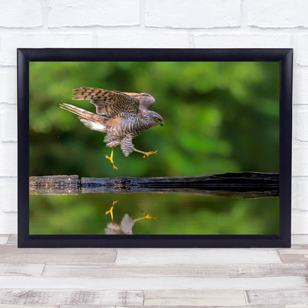 Gymnastics Show Animals Wildlife Wild Nature Bird Wall Art Print