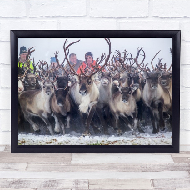 Reindeer Gathering 1 Separation Autumn Sami Sapmi Wall Art Print