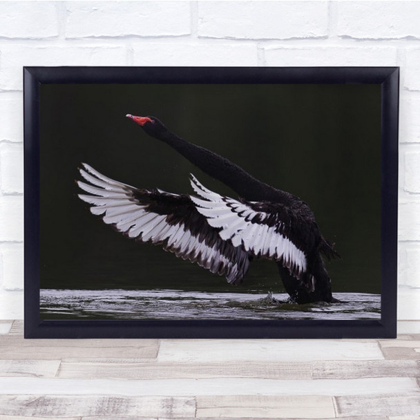 Black Swan Wings Water Neck Wildlife Wild Nature Wall Art Print