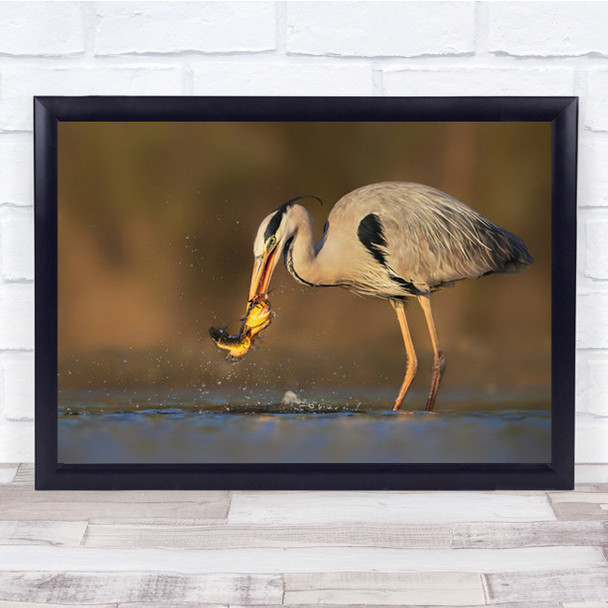 Catching Large Black And White Bird Catches Fish Wall Art Print