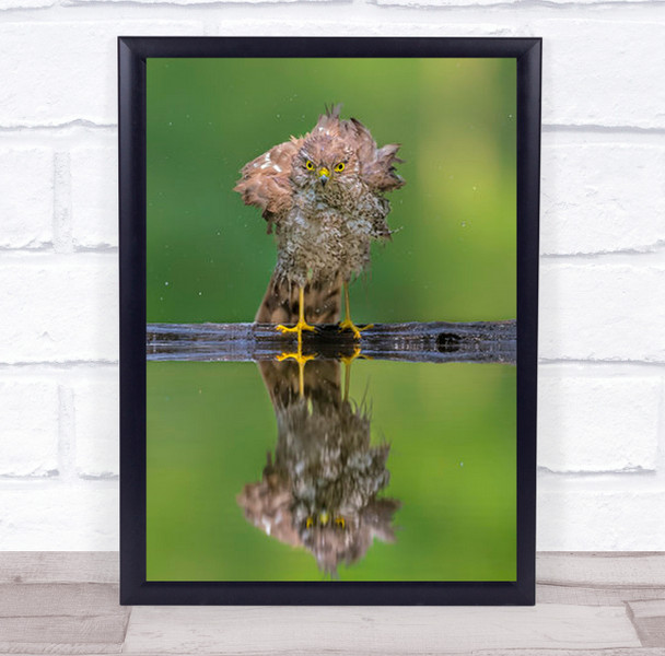 Bathing Bird Angry Water Ruffling Feathers Eyes Wall Art Print