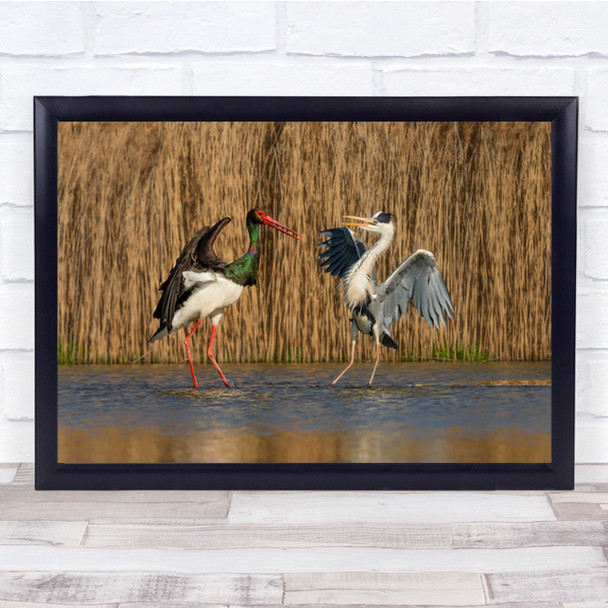 Face To Spreading Wings Two Large Birds In Lake Wall Art Print