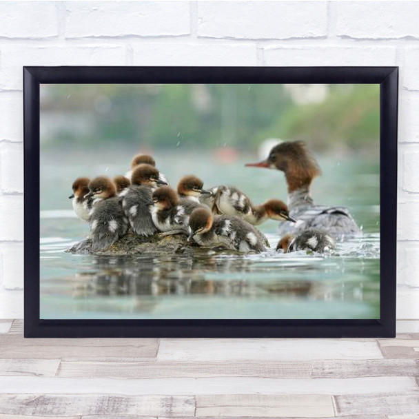 Smergo Maggiore Chicks And Mother Bird In Water Wall Art Print