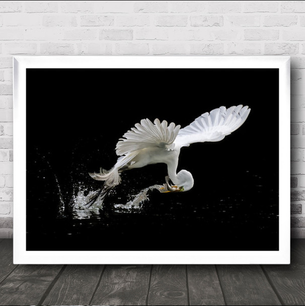 Large White Bird Catches Fish Flying Splashing Wall Art Print