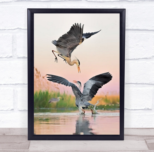 Fight Two Large Birds Flying In Pink Sunset Wall Art Print