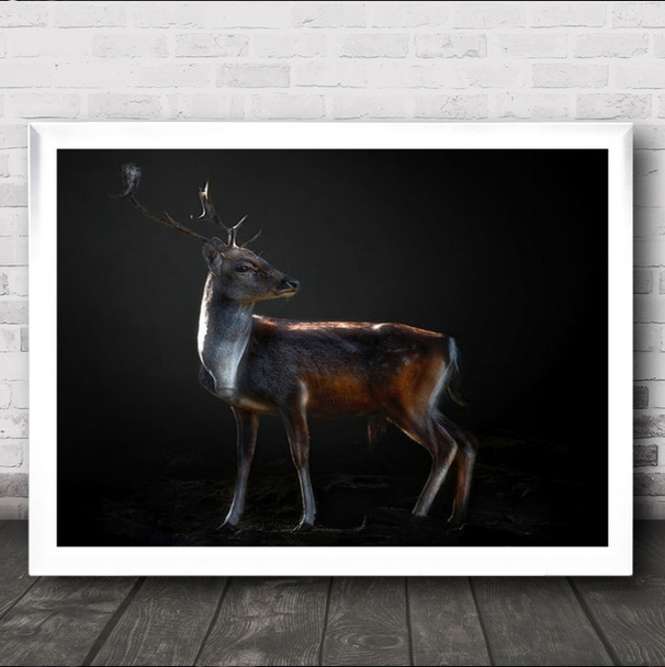 Fallow Deer Portrait No Background Antlers Wall Art Print Fallow Deer Portrait No Background Antlers Wall Art Print