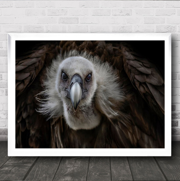 Close Up Vulture Evil Stare No Background Wall Art Print