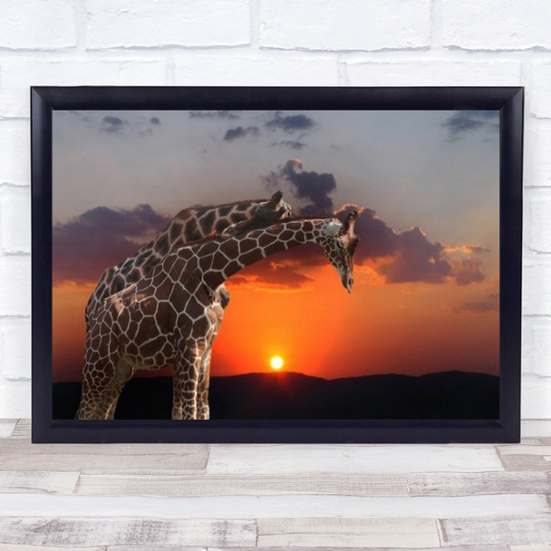 Tenderness Animals Animal Captive Giraffe Wall Art Print