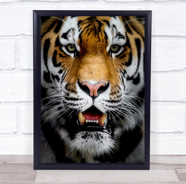 Extremely Close Beautiful Tiger Portrait Wall Art Print