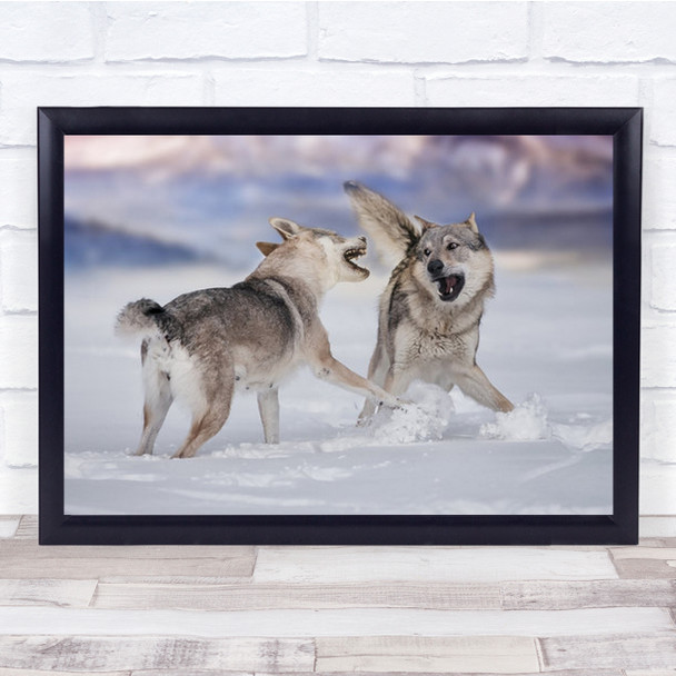 Wolves Fighting For Dominance In Snow Wall Art Print