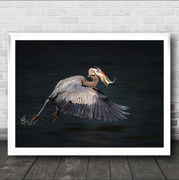 Large Bird Swallowing Food In Flight Wall Art Print