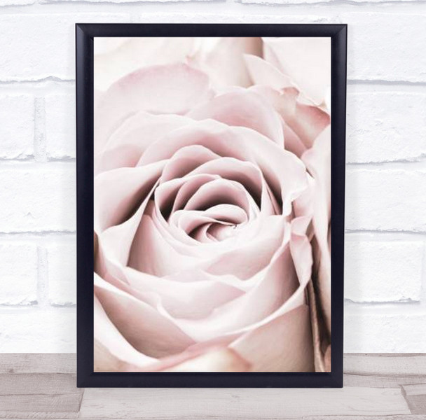 Pink Rose No 06 Roses Flower Studio Wall Art Print