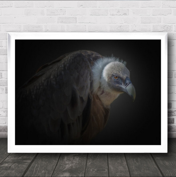 Vulture Evil Close Up No Background Wall Art Print