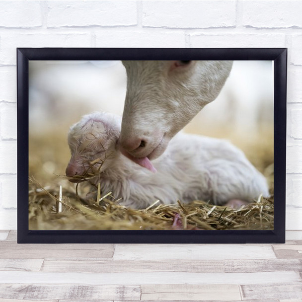 Care Mother Goat With Baby Licking Wall Art Print