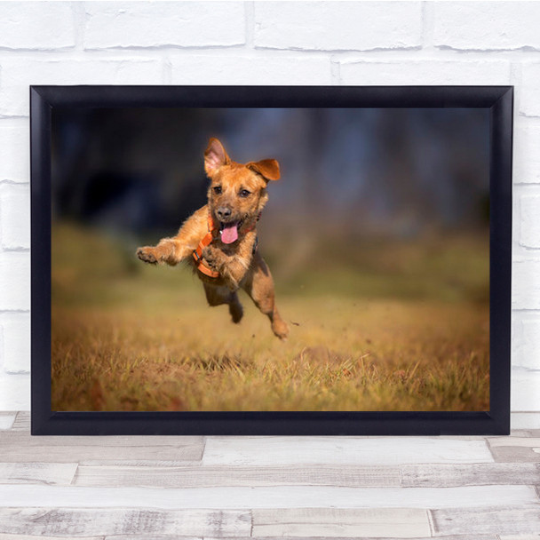 Happy Scooby Sunny Dog Jump Nature Wall Art Print