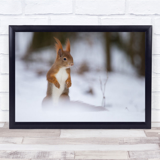 Squirrel Alone In Snow Nature Wall Art Print