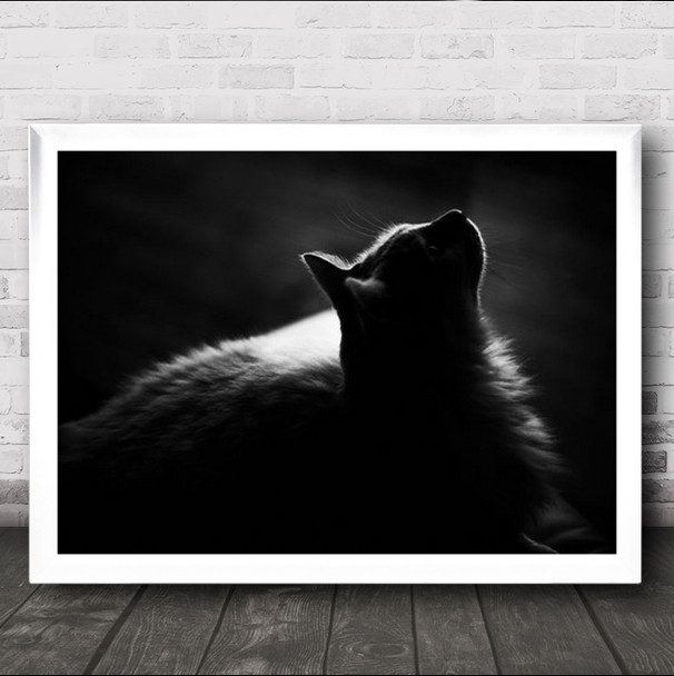 Close Up Shadow Cat Looking Wall Art Print