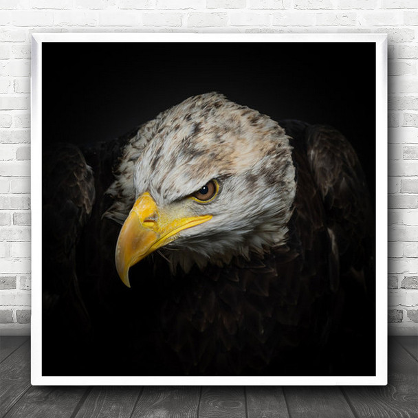 Eagle Eagles Close-Up Beak American Bird Of Prey Close Up Animal Square Wall Art Print